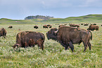 american buffalos