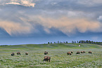 american buffalos