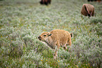 american buffalos