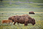 american buffalos