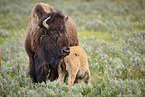 american buffalos