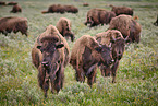 american buffalos