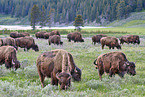 american buffalos