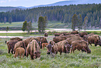 american buffalos