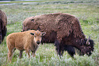 american buffalos