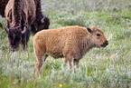 american buffalos