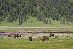 american buffalos