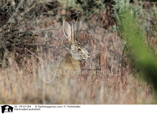 black-tailed jackrabbit / FF-01784