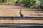 black-tailed jackrabbit