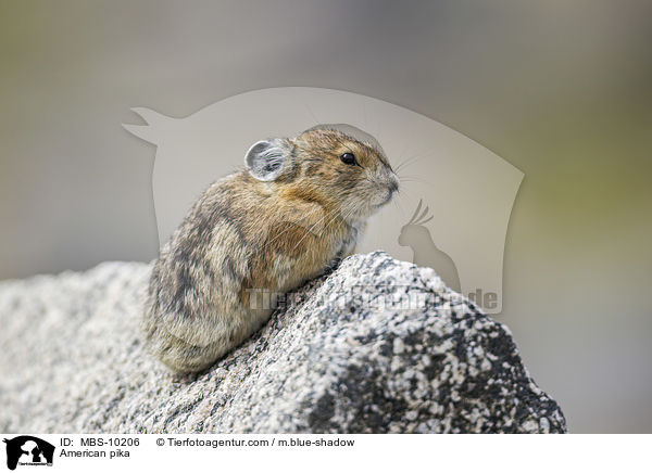 American pika / MBS-10206