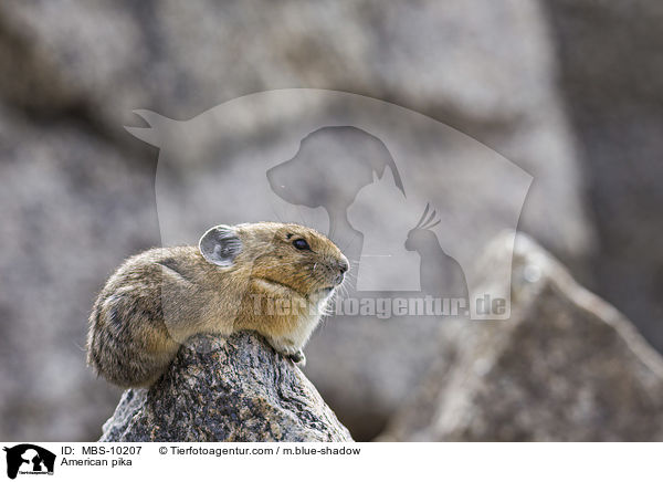 American pika / MBS-10207