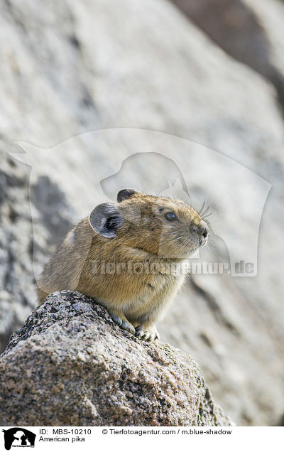 American pika / MBS-10210