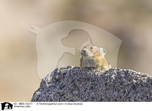 American pika / MBS-10211