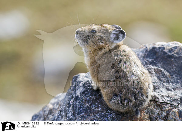 American pika / MBS-10232