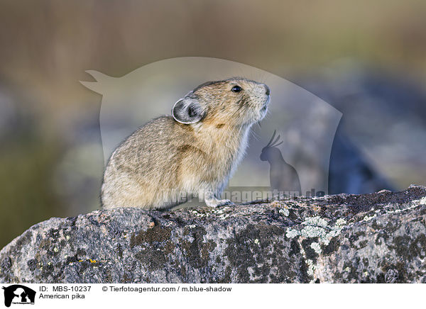 Amerikanischer Pfeifhase / American pika / MBS-10237