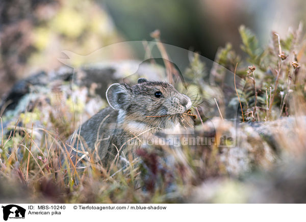 American pika / MBS-10240