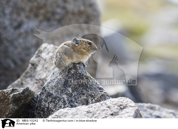 Amerikanischer Pfeifhase / American pika / MBS-10242
