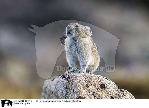 American pika / MBS-10246