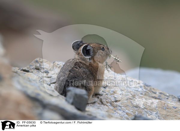 Amerikanischer Pfeifhase / American pika / FF-05630