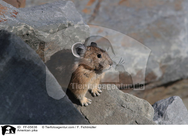 Amerikanischer Pfeifhase / American pika / FF-05636