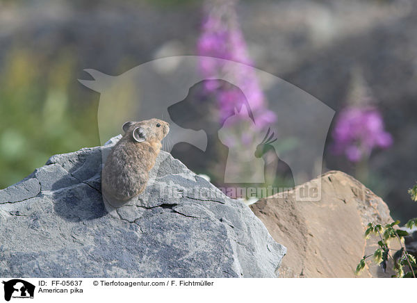 American pika / FF-05637