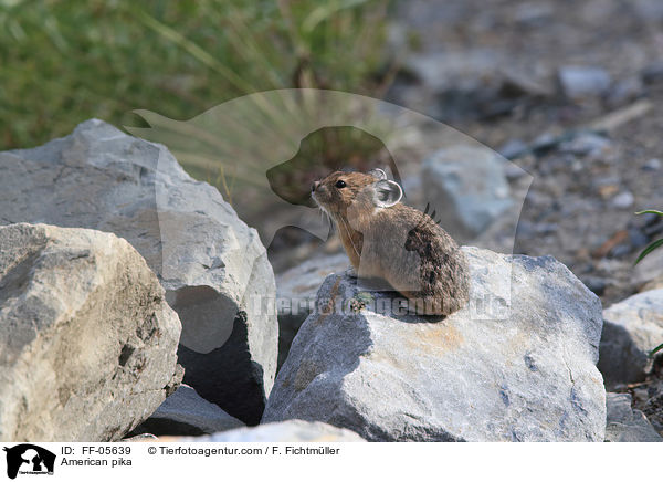 Amerikanischer Pfeifhase / American pika / FF-05639