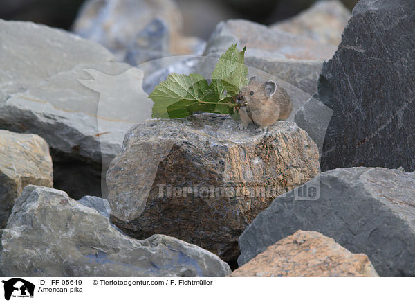 American pika / FF-05649