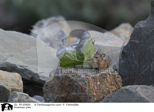 American pika / FF-05650