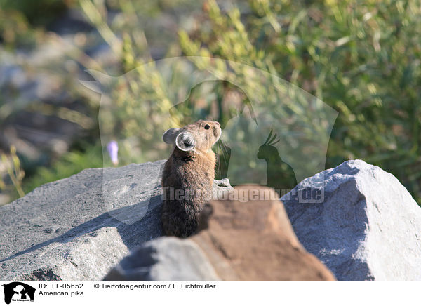 Amerikanischer Pfeifhase / American pika / FF-05652