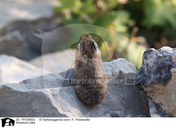 Amerikanischer Pfeifhase / American pika / FF-05653