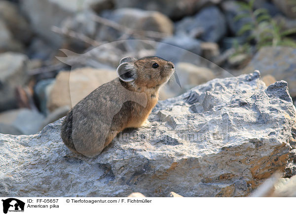 Amerikanischer Pfeifhase / American pika / FF-05657