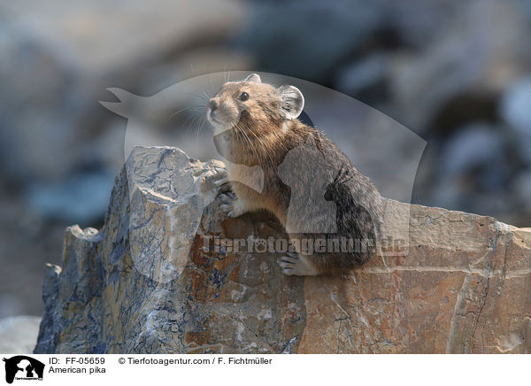 American pika / FF-05659