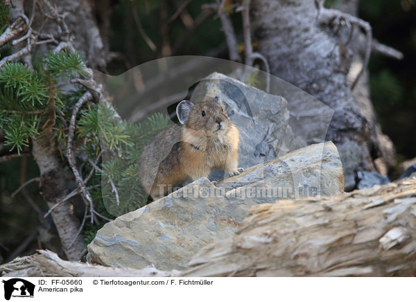 American pika / FF-05660