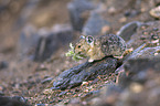 American pika