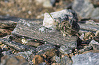 American pika