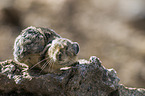 American pika