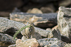 American pika