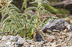 American pika