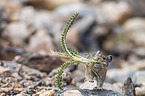 American pika