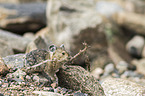 American pika