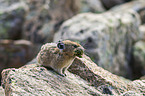 American pika