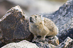 American pika