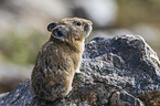 American pika