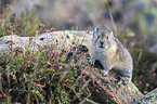 American pika