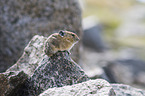 American pika