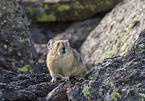 American pika