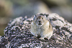 American pika