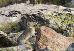 American pika