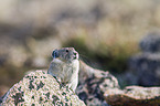 American pika