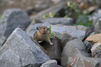 American pika